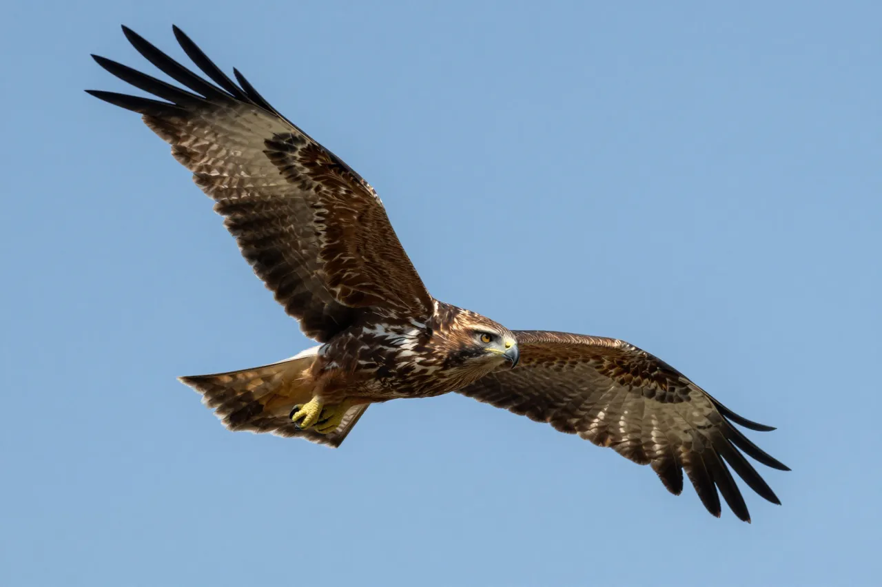 A sharp detailed hawk glides with fully spread wings against a clear bright blue sky.