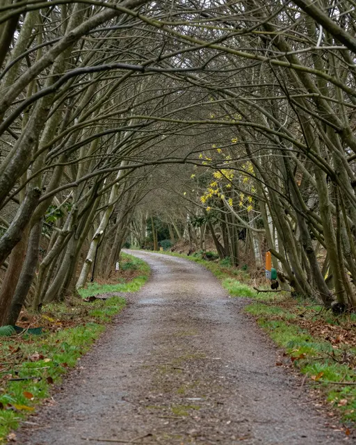 Wet winding woodland path runs through an arched tunnel of bare hazel branches under overcast soft rain conditions
