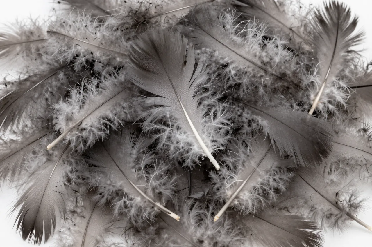 Close-up full frame of soft gray down feathers heaped together with even flat lighting
