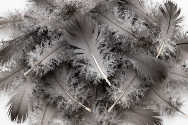 Close-up full frame of soft gray down feathers heaped together with even flat lighting