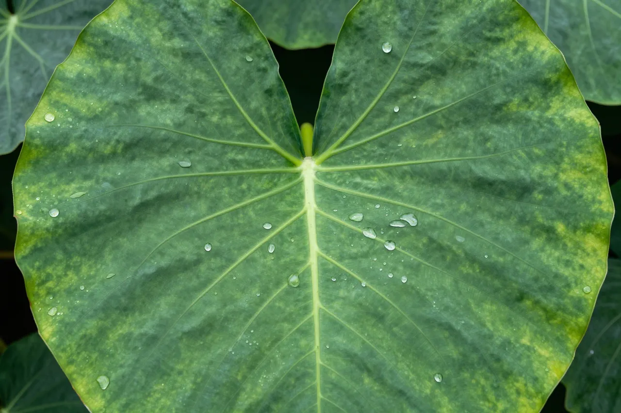 A close-up of a heart-shaped taro leaf dotted with clear rain droplets, with other leaves blurred in the background.