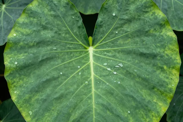 A close-up of a heart-shaped taro leaf dotted with clear rain droplets, with other leaves blurred in the background.