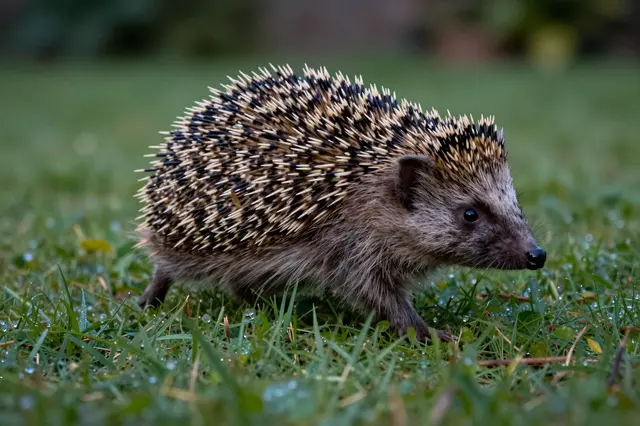 A hedgehog with brown and cream spines walks across dewy garden grass at dusk