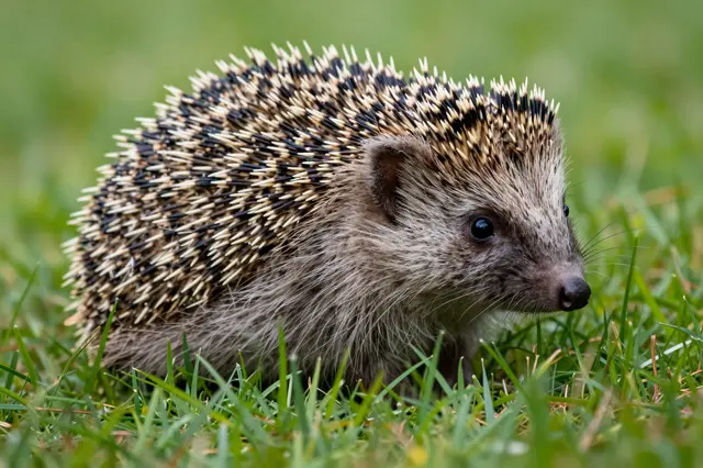 A close-up of a hedgehog standing on lush green grass with a softly blurred background.