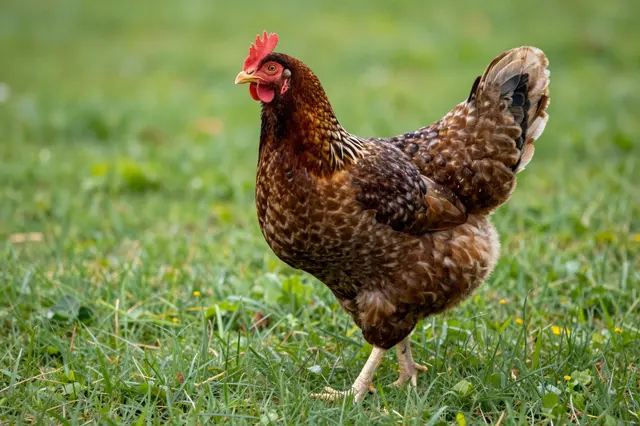 A domestic hen with patterned brown plumage stands in sunlit green pasture grass.