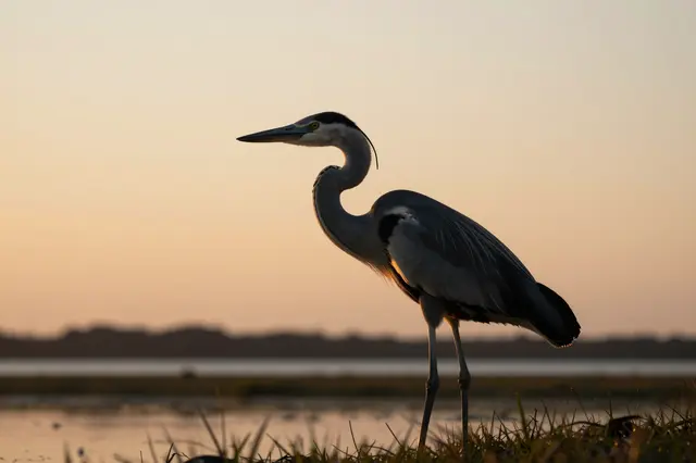 A heron stands at the edge of a marsh backlit by soft warm sunset sky
