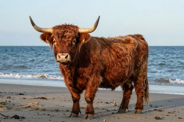 Shaggy red highland cow stands on a sandy shore beside the ocean in warm evening light.