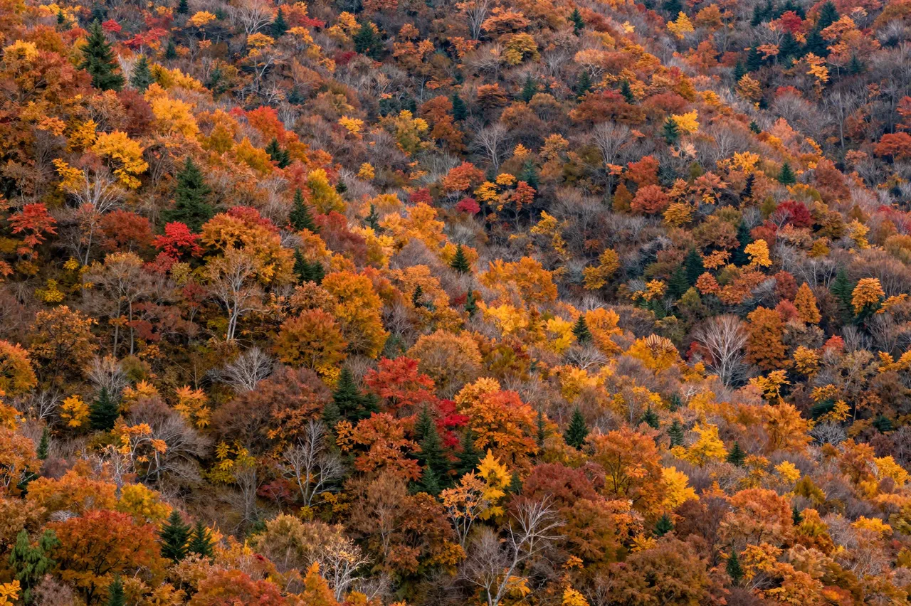 Telephoto view of a sloped forest covered in vibrant red, orange, and golden fall tree foliage