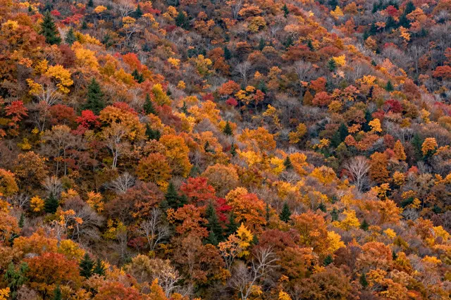 Telephoto view of a sloped forest covered in vibrant red, orange, and golden fall tree foliage