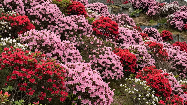 Dense sloped hillside covered in vibrant pink, red, and white blooming azalea shrubs