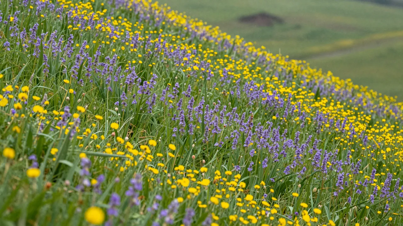 A sloping hillside covered in yellow and purple wildflowers with soft green distant grass