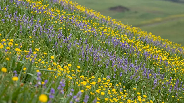 A sloping hillside covered in yellow and purple wildflowers with soft green distant grass