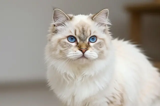 Close-up portrait of a long cream-coated Himalayan cat with bright blue eyes gazing at the viewer