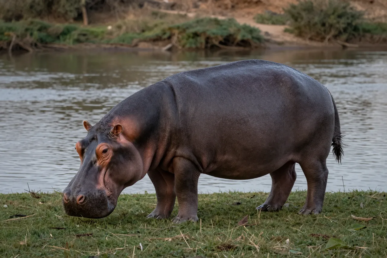 A barrel-shaped gray hippopotamus grazes on short grass at a calm riverbank, fully out of the water at dusk