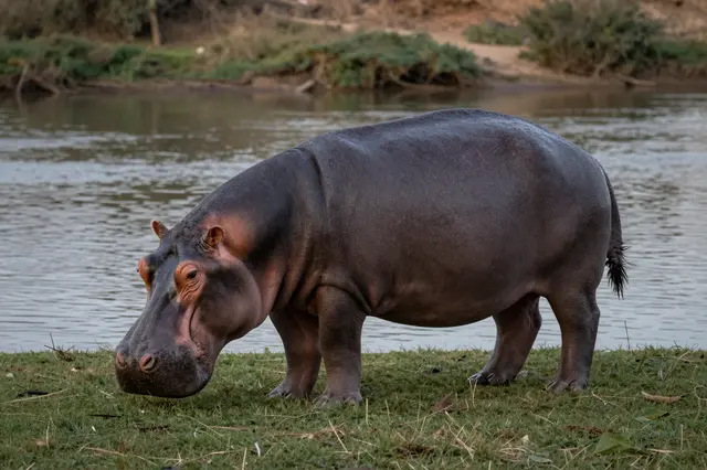 A barrel-shaped gray hippopotamus grazes on short grass at a calm riverbank, fully out of the water at dusk