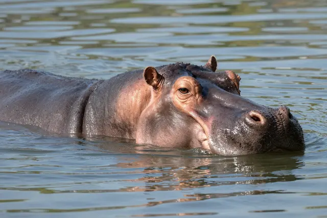 A large hippopotamus floats half submerged in calm sunlit river water, facing toward the viewer.