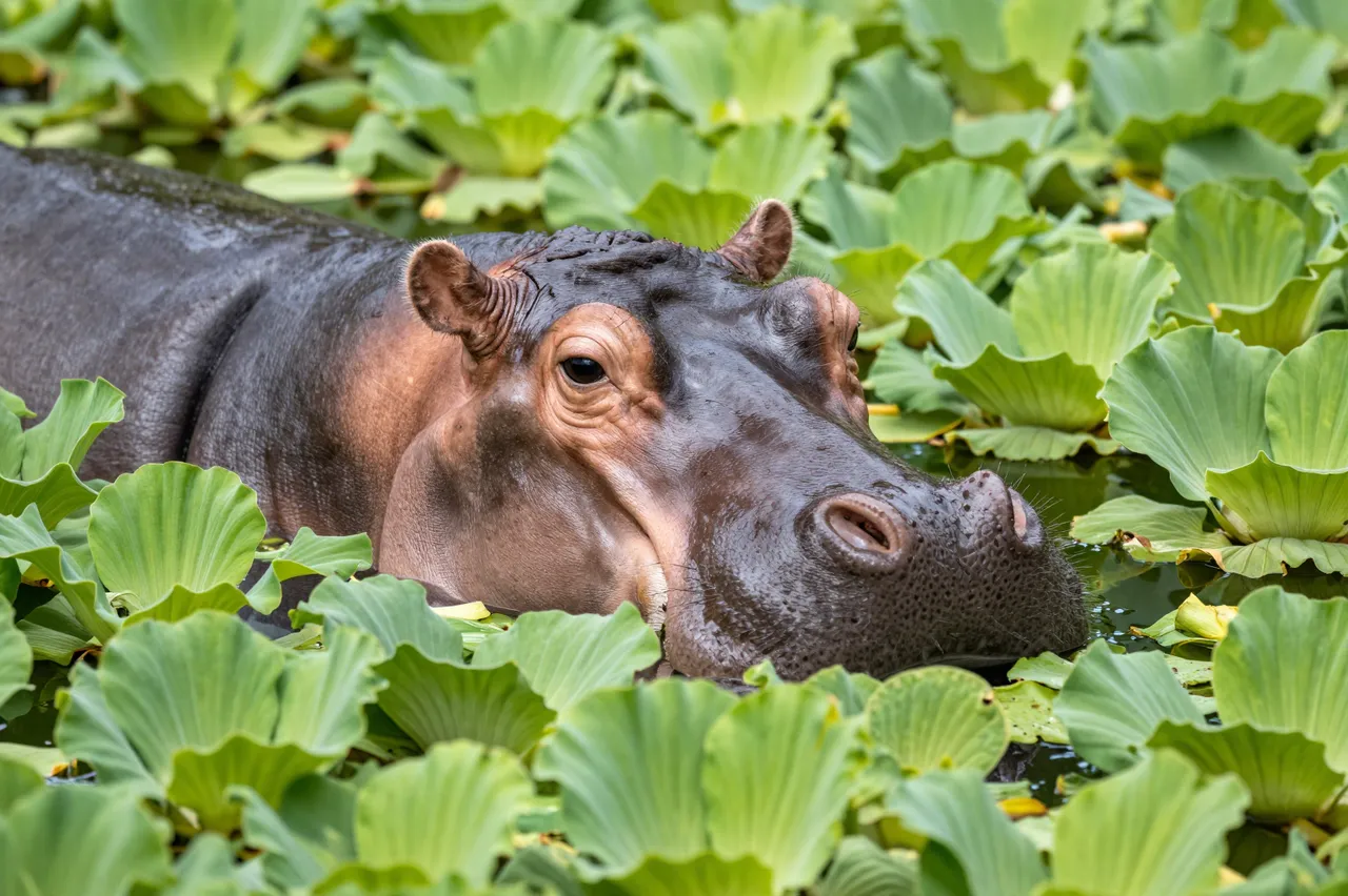 A hippopotamus floats among dense bright green water lettuce in a shallow lagoon, with its head and upper back visible above