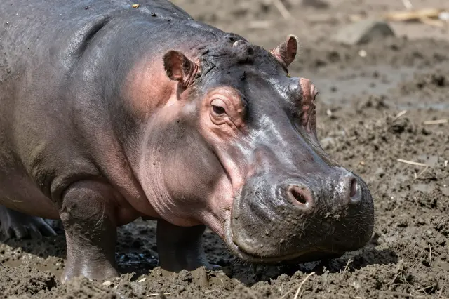 A relaxed hippopotamus coated in wet mud stands with half-closed eyes under bright midday sun