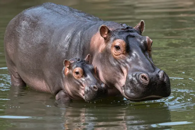 An adult hippopotamus stands in shallow water with its small baby calf pressed close beside her.