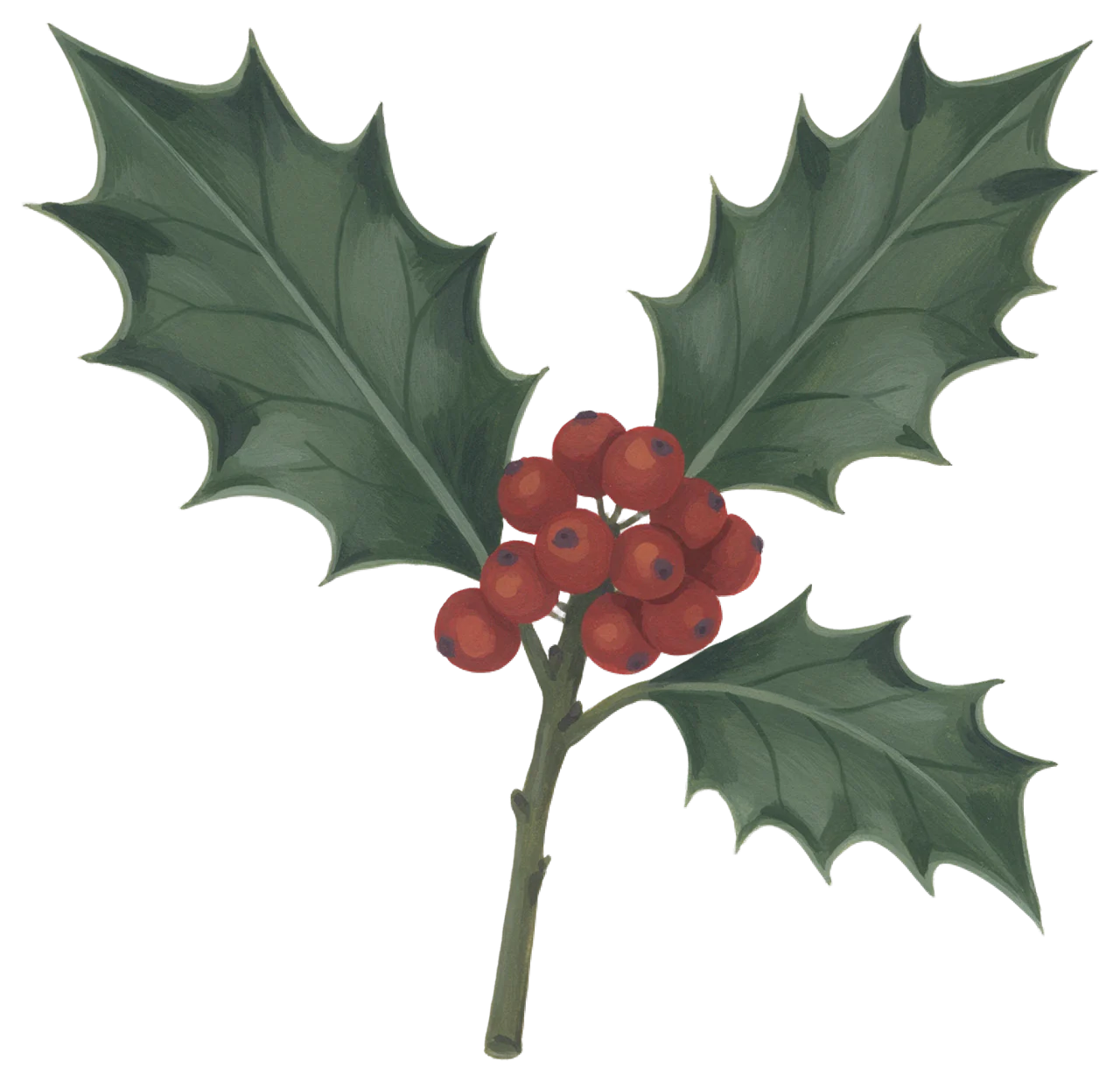 Hand-painted gouache illustration of a holly sprig with three green leaves and red berries
