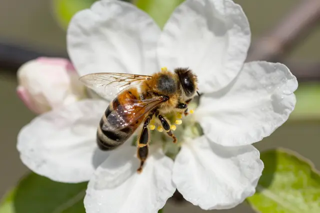 Close up macro view of a honey bee collecting pollen from a white apple blossom