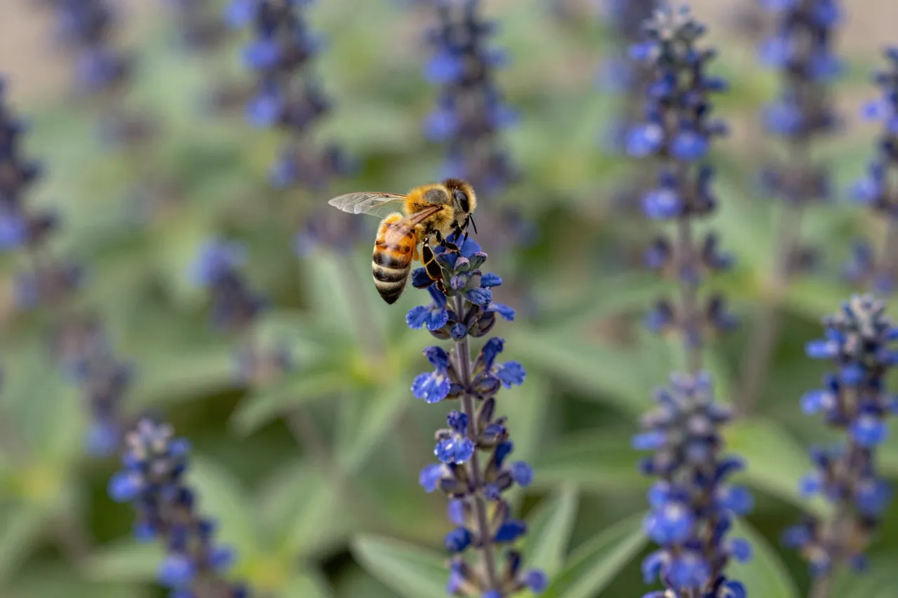 A honey bee perches on the tip of a blue salvia flower spike to collect nectar