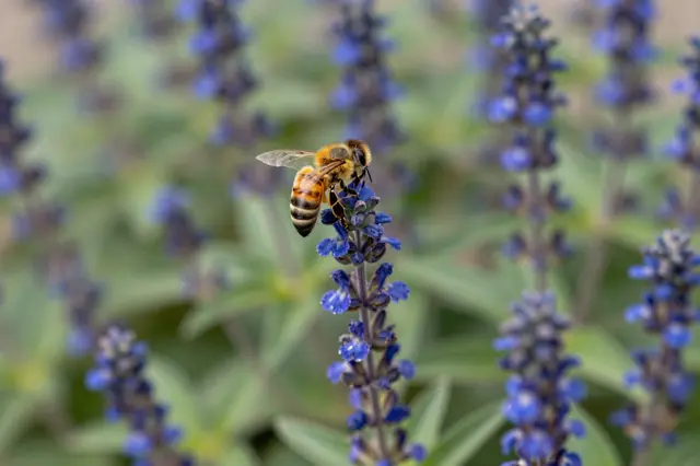 A honey bee perches on the tip of a blue salvia flower spike to collect nectar