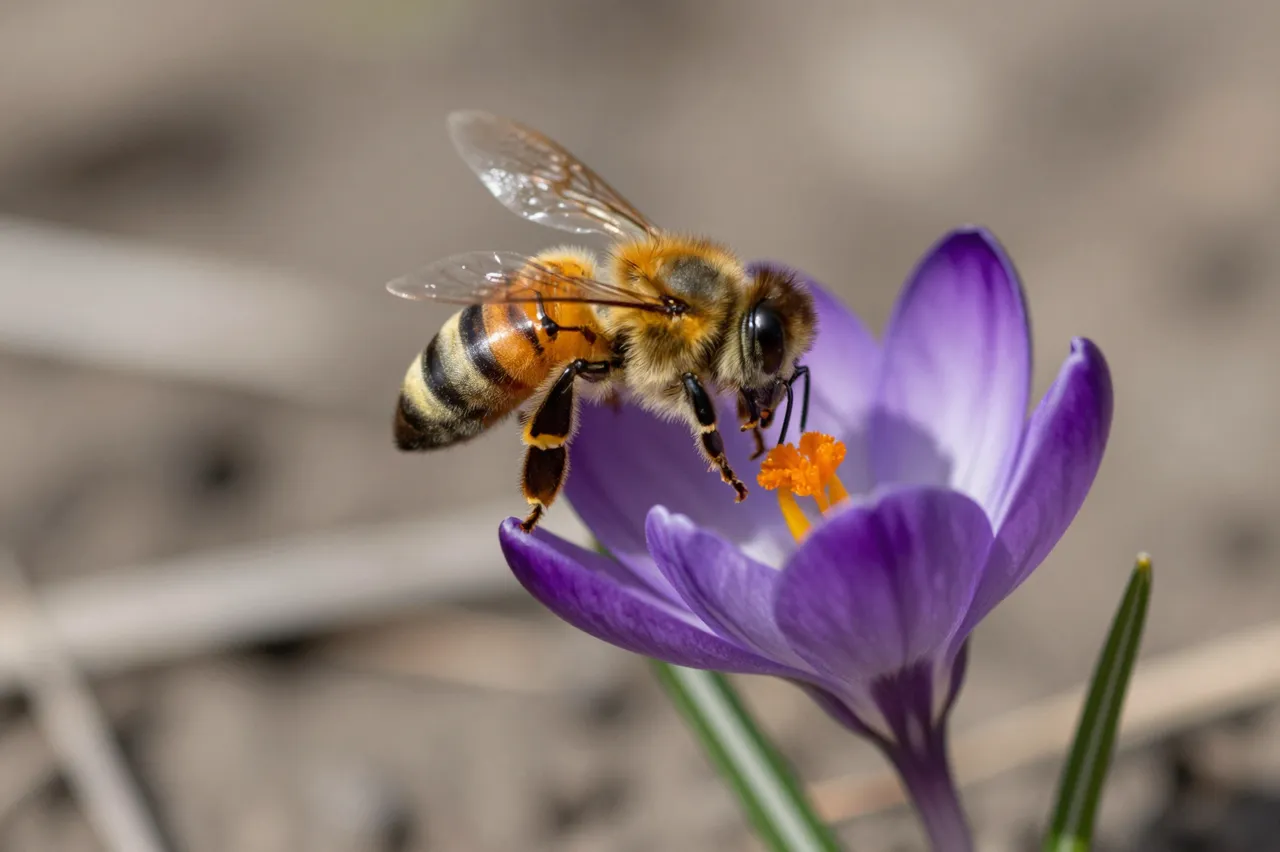 A honey bee lands on the stamen of an open purple crocus flower in bright sunlight.