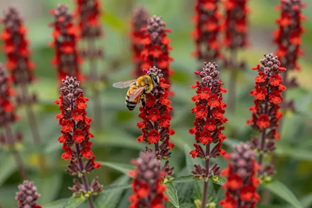 A honey bee rests on vibrant red bee balm flower spikes in a summer garden border.