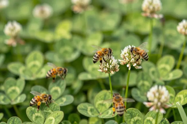 Close-up of honey bees resting and feeding on white clover blooms in sunlit green meadow foliage