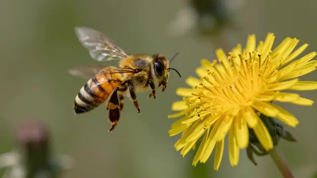 A honeybee in mid-flight moves toward a bright yellow dandelion flower.