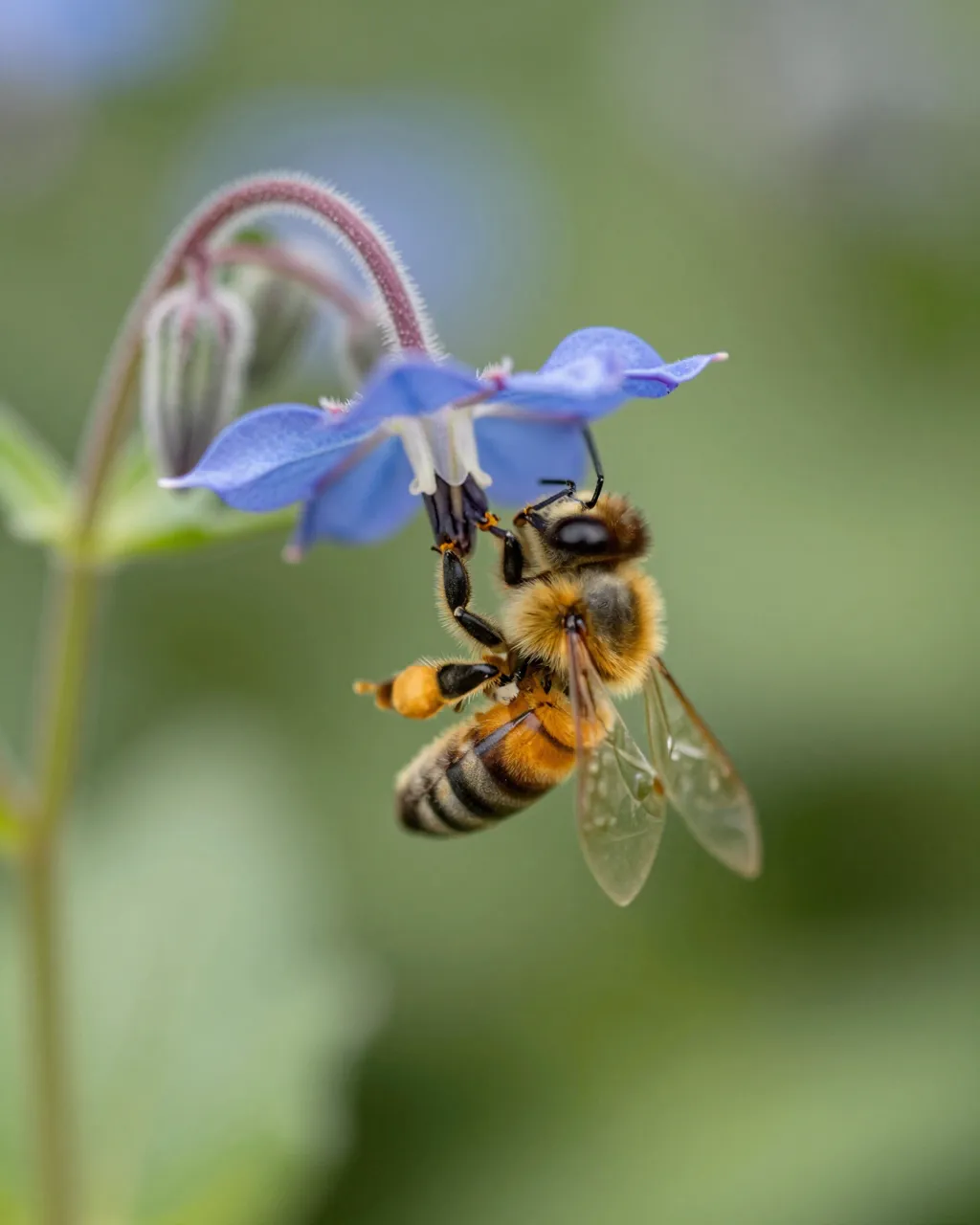 A honeybee hangs beneath a nodding blue borage flower collecting nectar against a soft blurred green background