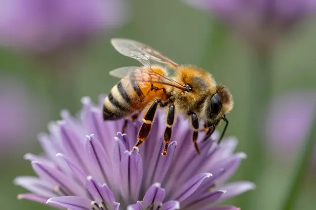 A close-up macro shot of a honeybee perched on a pale purple chive flower