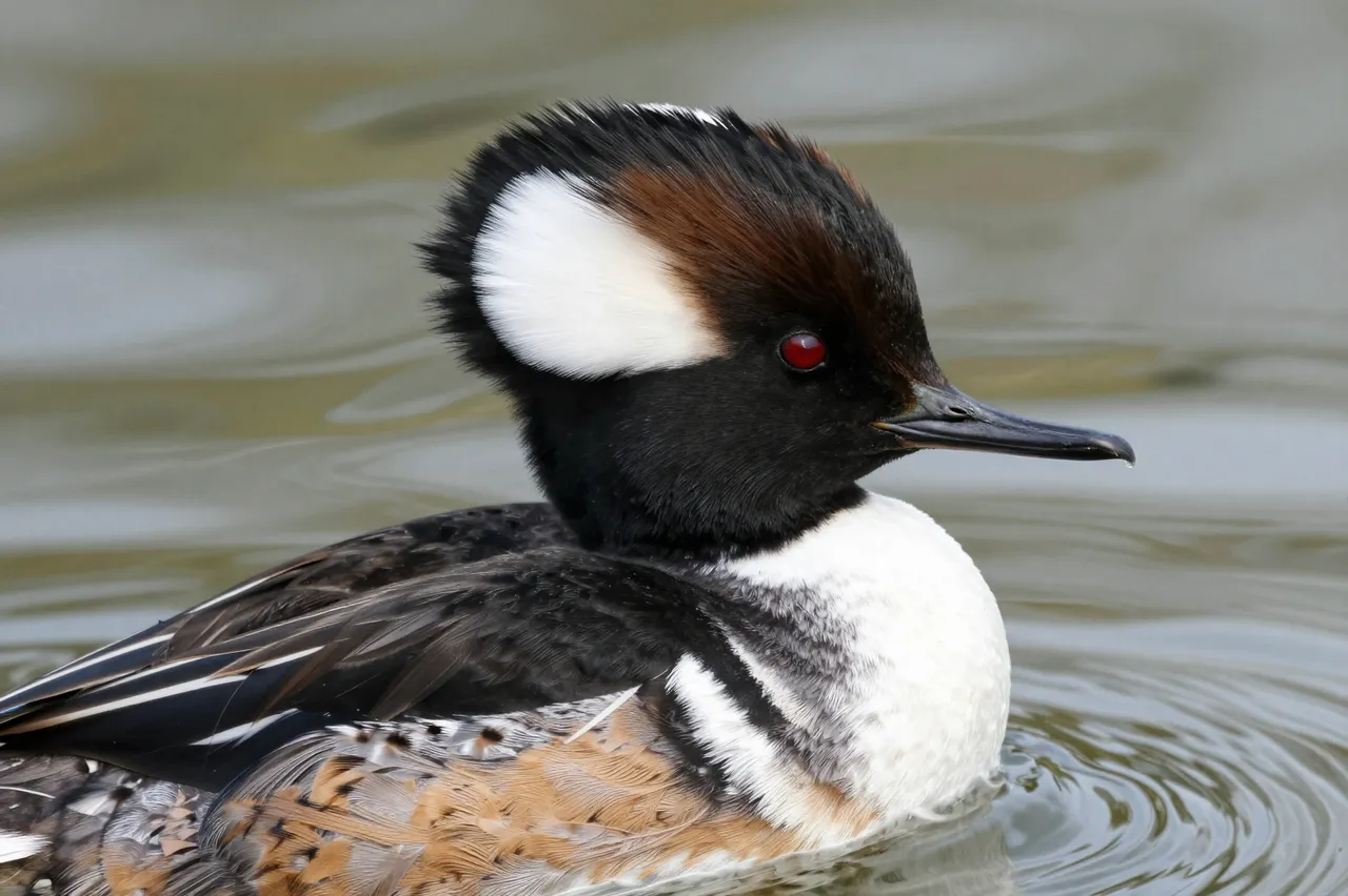 A male hooded merganser with its crest raised floats calmly on rippled pond water