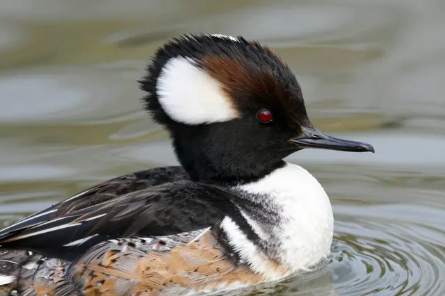 A male hooded merganser with its crest raised floats calmly on rippled pond water