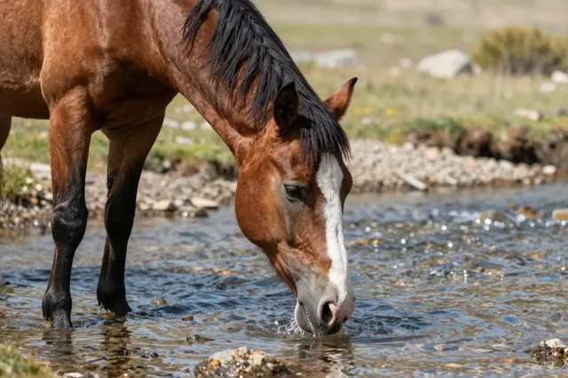 A bay horse with a white facial marking lowers its head to drink from a shallow clear stream