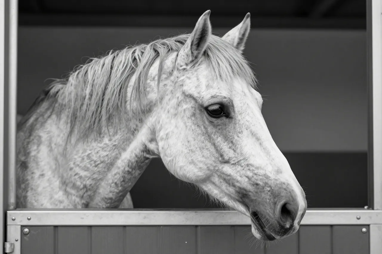 A flecked light gray horse rests its head out through a stable door in soft monochrome light