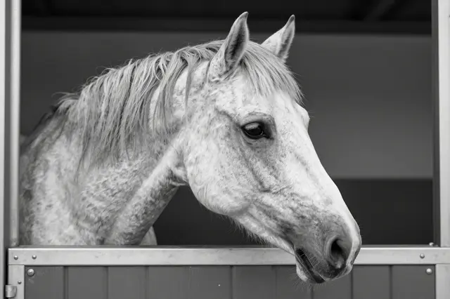 A flecked light gray horse rests its head out through a stable door in soft monochrome light