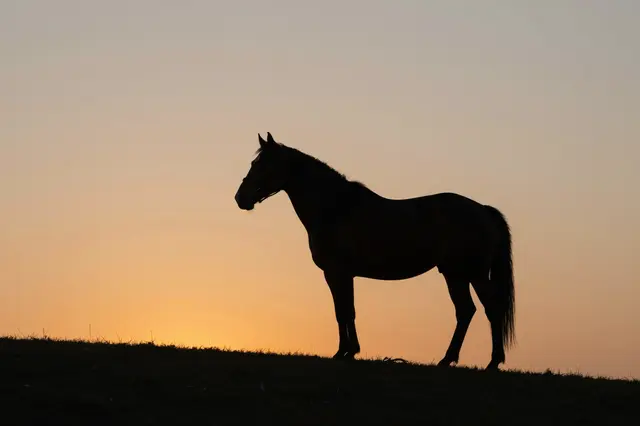 Dark horse silhouette stands on a grass hilltop against a soft gradient orange sunset sky