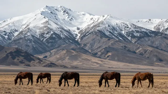 A line of brown horses graze on dry grassland in front of tall snow-capped mountains