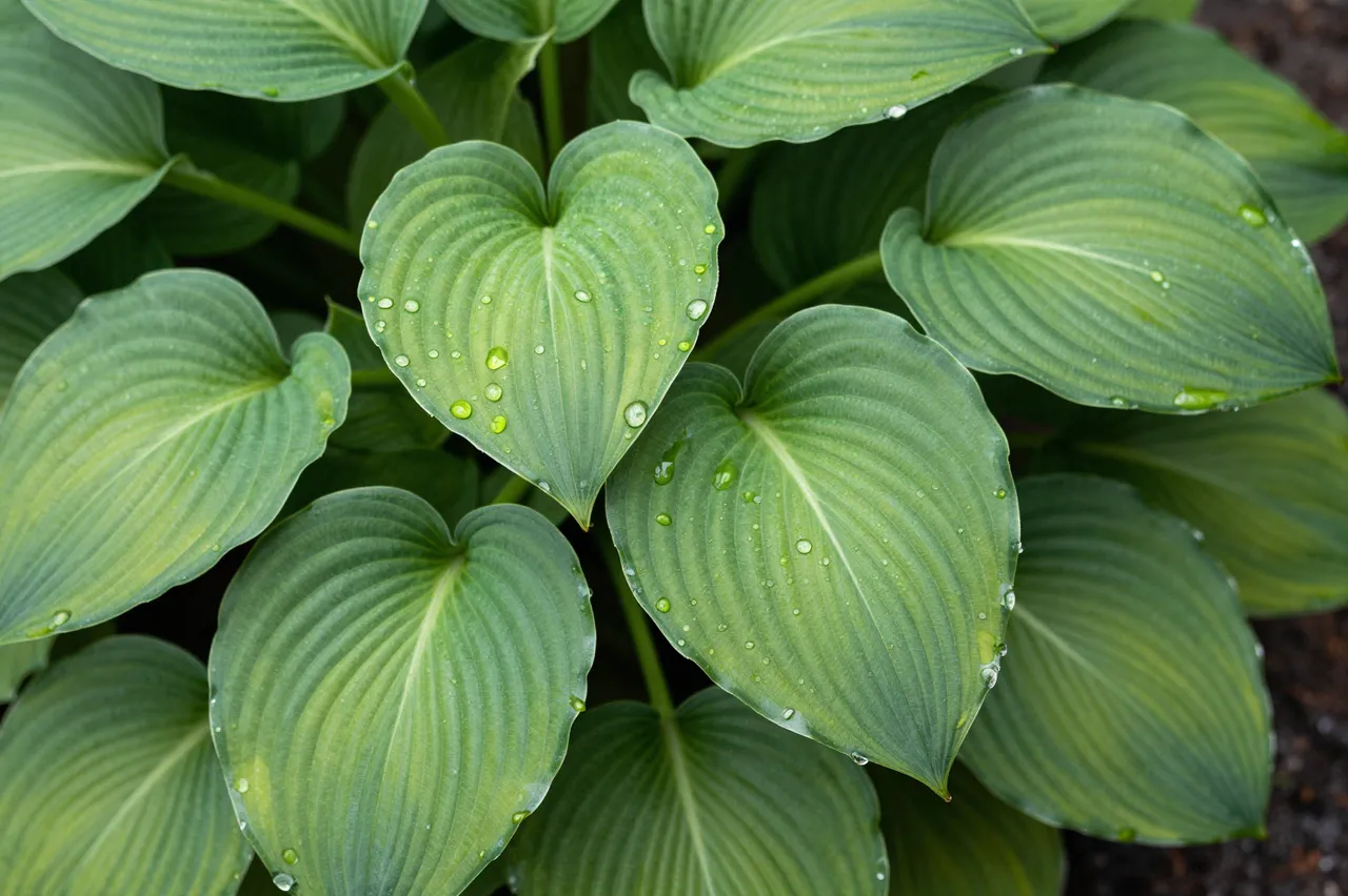 Top-down close-up of heart-shaped hosta leaves dotted with clear raindrops in a shade garden