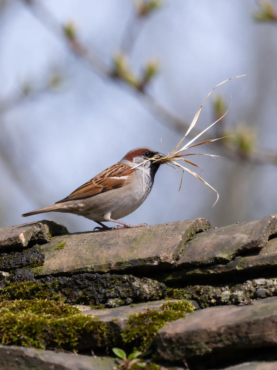 A male house sparrow stands on a mossy tiled roof holding dry grass in its beak during bright spring daylight