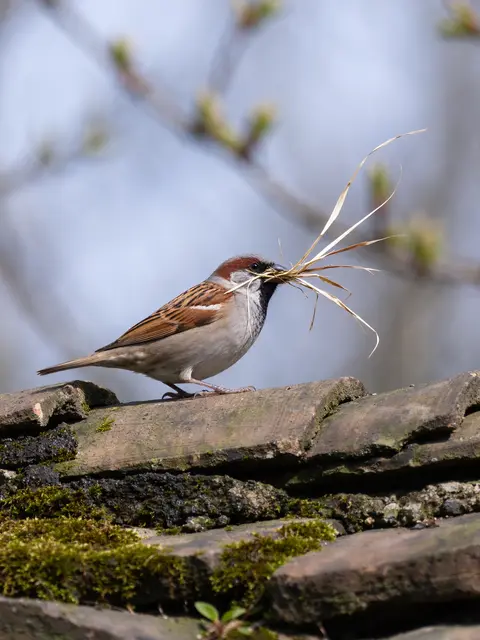 A male house sparrow stands on a mossy tiled roof holding dry grass in its beak during bright spring daylight