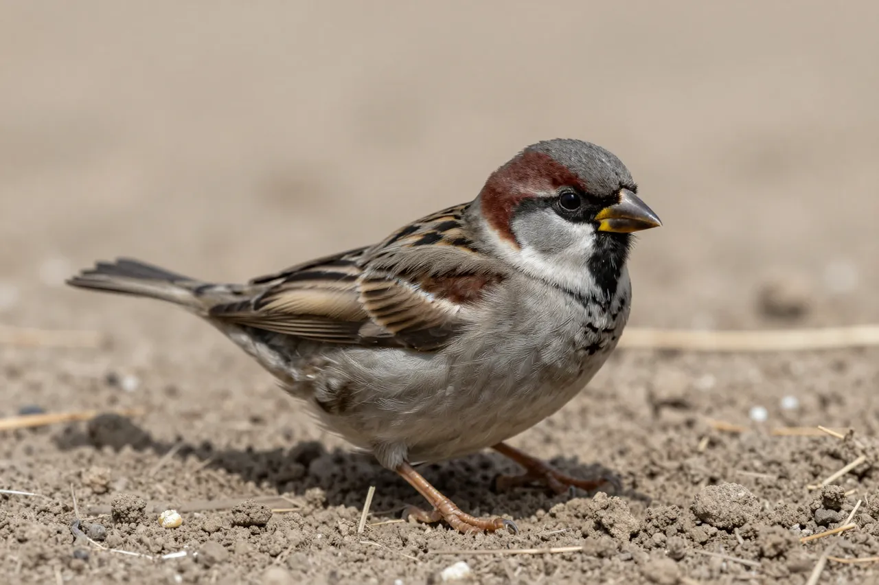 A male house sparrow stands on loose dry earth with a blurred earth background