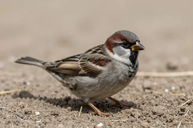 A male house sparrow stands on loose dry earth with a blurred earth background