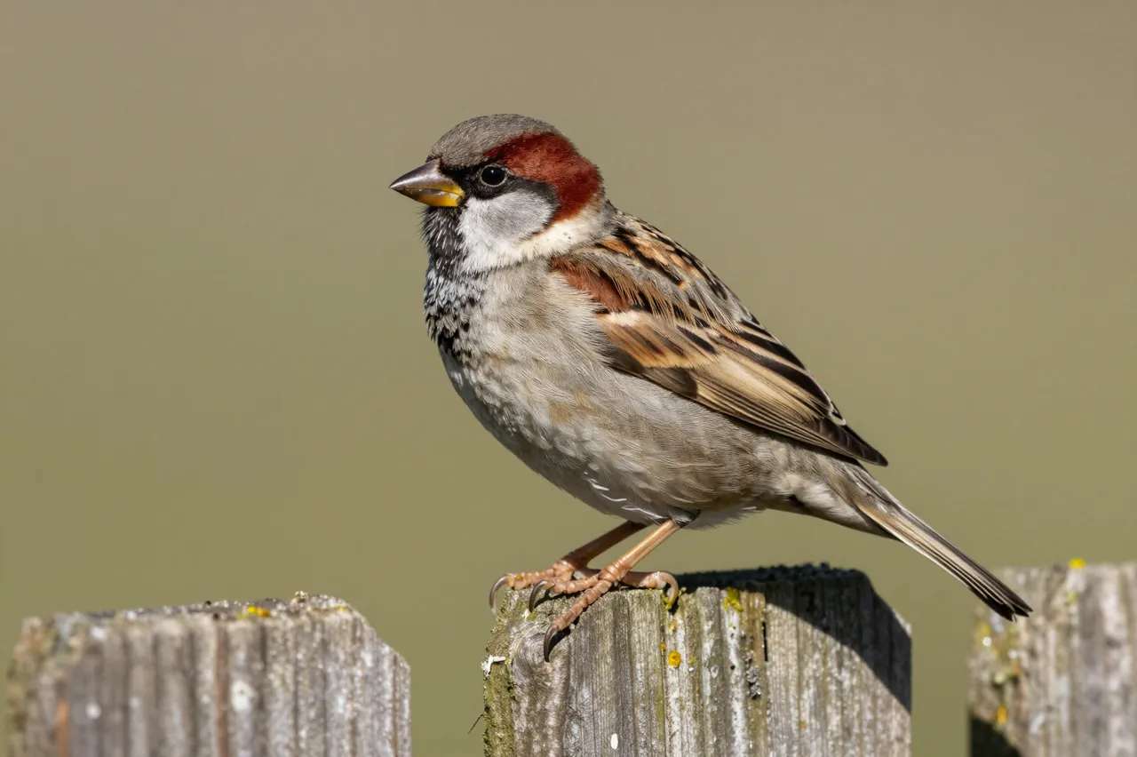 A male house sparrow perches on the top of a weathered rustic wooden fence post.