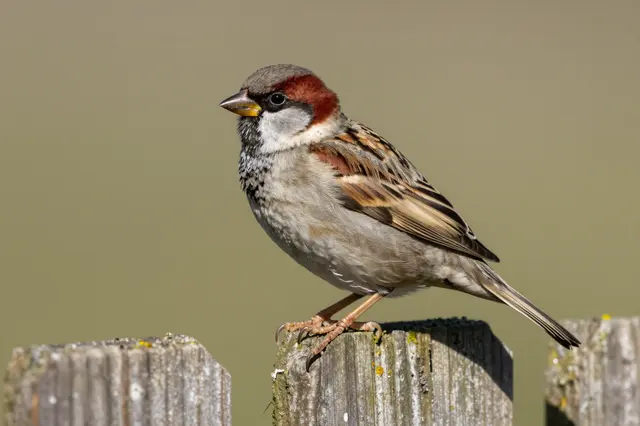 A male house sparrow perches on the top of a weathered rustic wooden fence post.