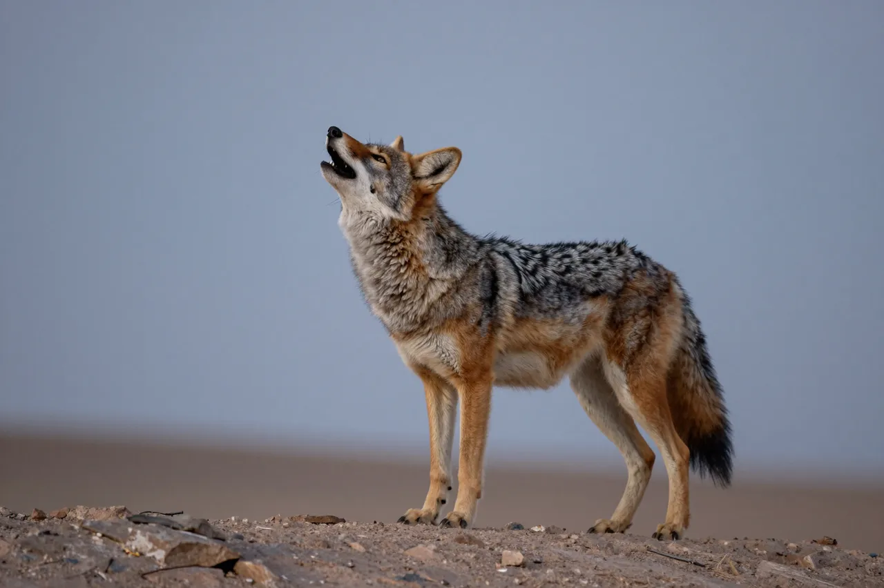 A coyote stands on rocky desert ground tilting its head upward to howl under a pale dusk sky