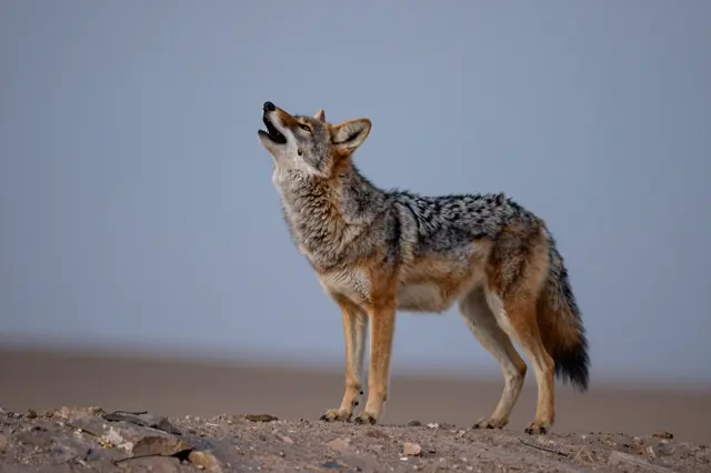 A coyote stands on rocky desert ground tilting its head upward to howl under a pale dusk sky