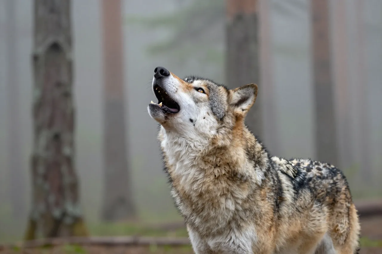 A gray wolf raises its head to howl in a foggy pine forest at dawn